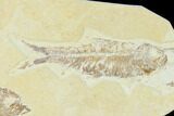 Pair of Fossil Fish (Knightia) - Wyoming #148589-2